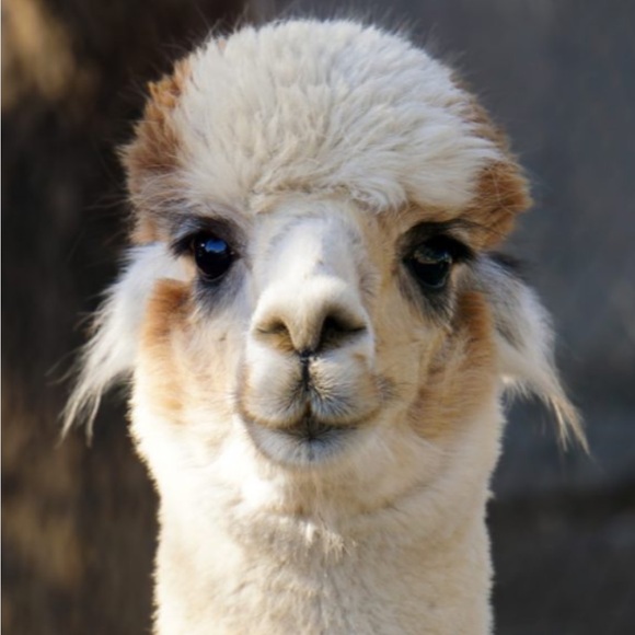 alpacaattic